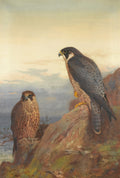 Pintura de dois falcões-peregrinos, um em destaque no centro-direita e outro menor na esquerda, ambos sobre rochas com um céu pálido e oceano ao fundo, em tons neutros e terrosos.