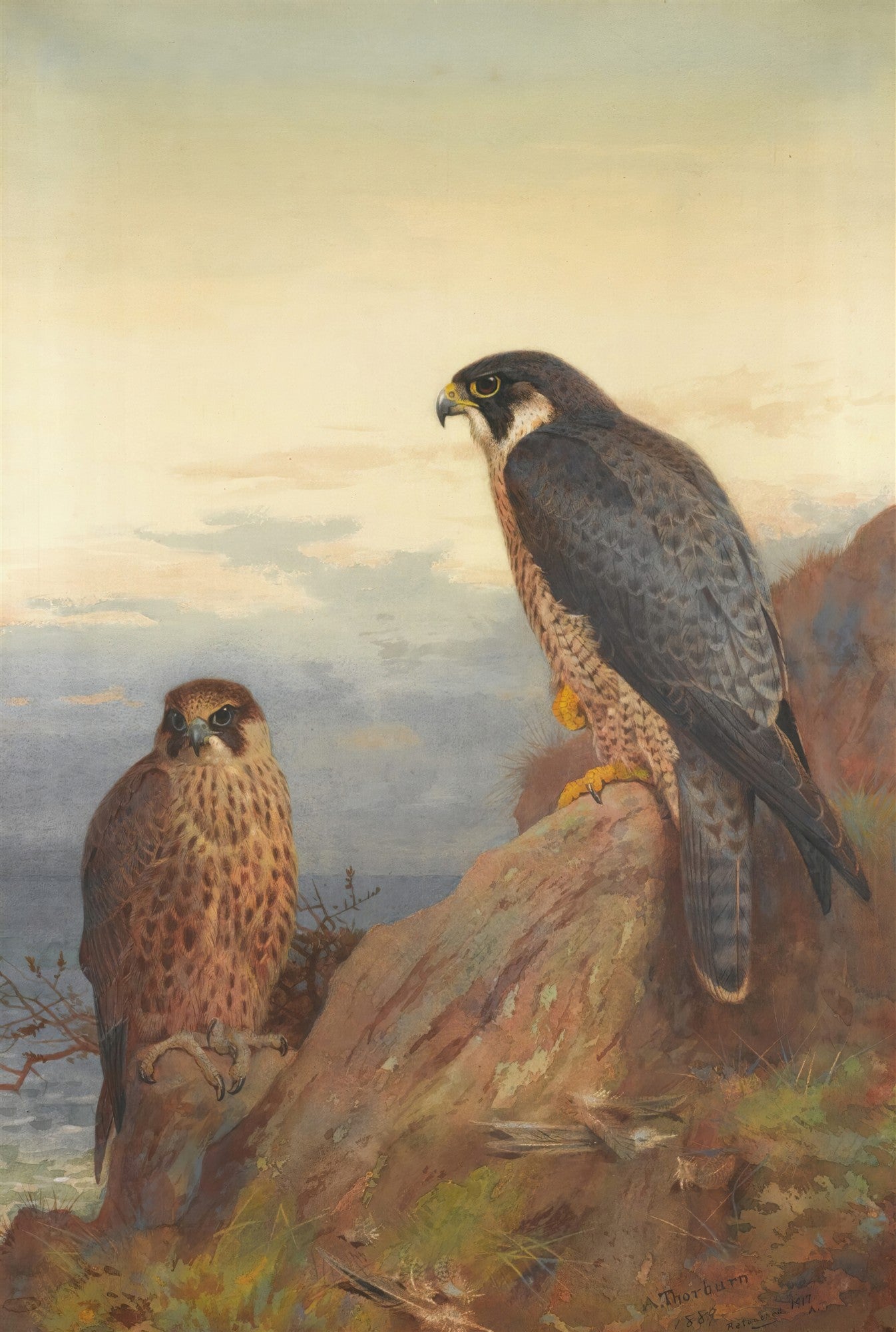 Pintura de dois falcões-peregrinos, um em destaque no centro-direita e outro menor na esquerda, ambos sobre rochas com um céu pálido e oceano ao fundo, em tons neutros e terrosos.
