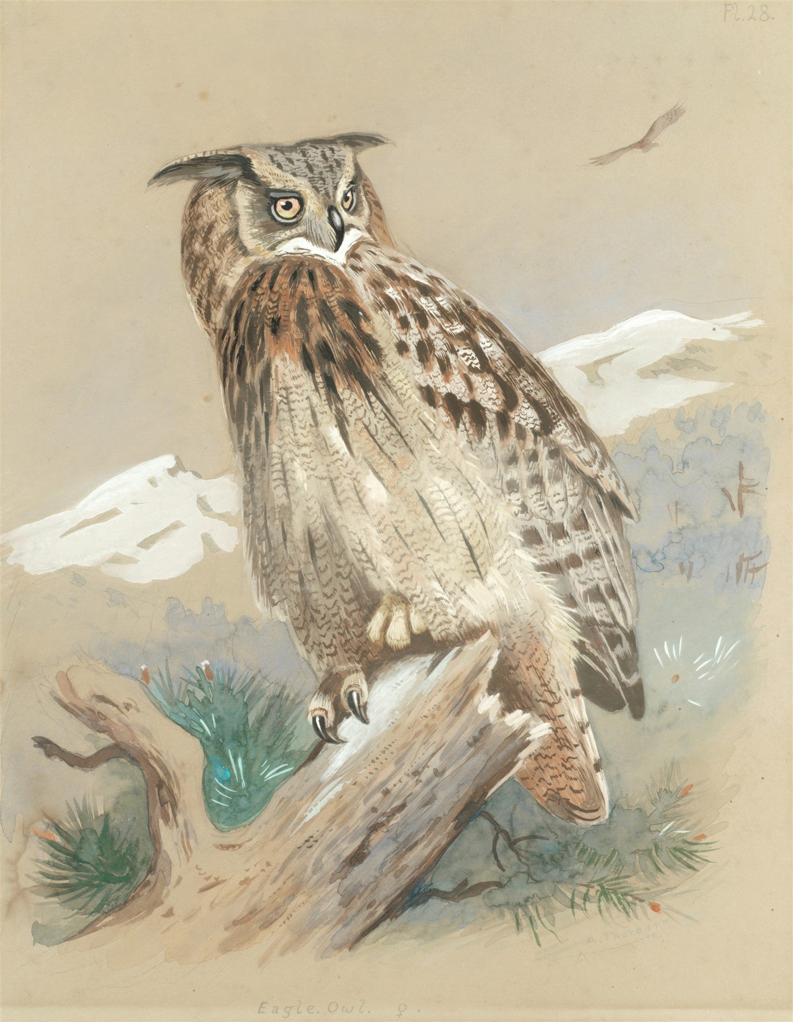 Quadro decorativo com ilustração de coruja-orelhuda de Archibald Thorburn, em tons de marrom e bege, sobre um galho, com um céu claro ao fundo e uma ave menor voando. A coruja tem olhos amarelos e expressivos.