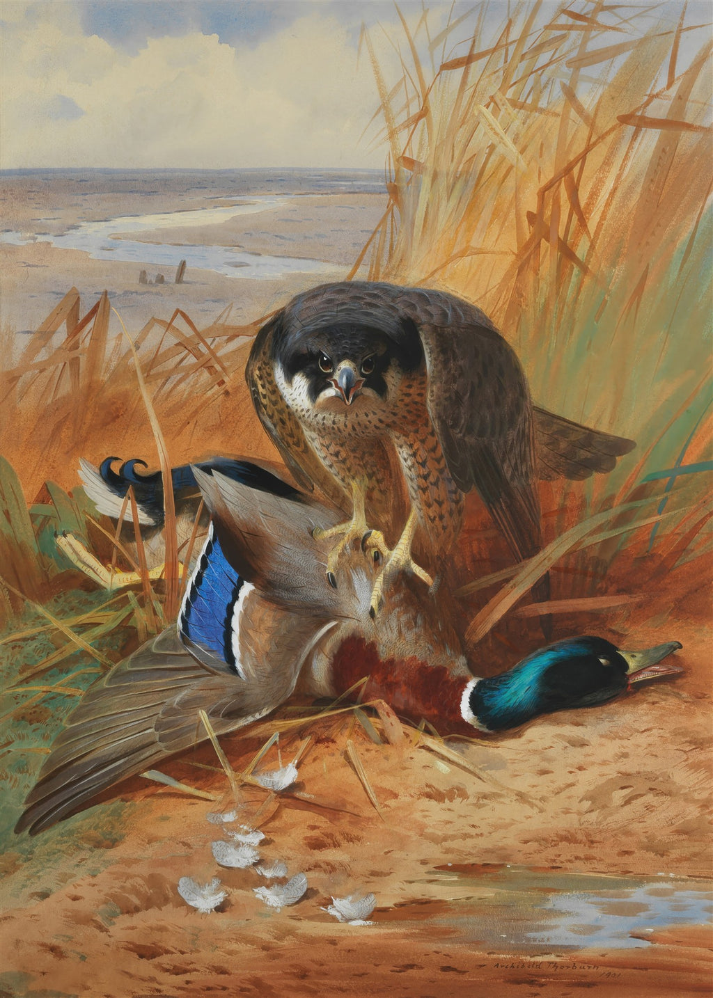 Quadro decorativo mostrando um falcão-peregrino com um pato abatido no chão, em um cenário de pântano e grama alta. Assinado Archibald Thorburn.