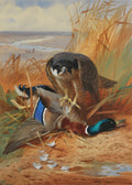 Quadro decorativo mostrando um falcão-peregrino com um pato abatido no chão, em um cenário de pântano e grama alta. Assinado Archibald Thorburn.