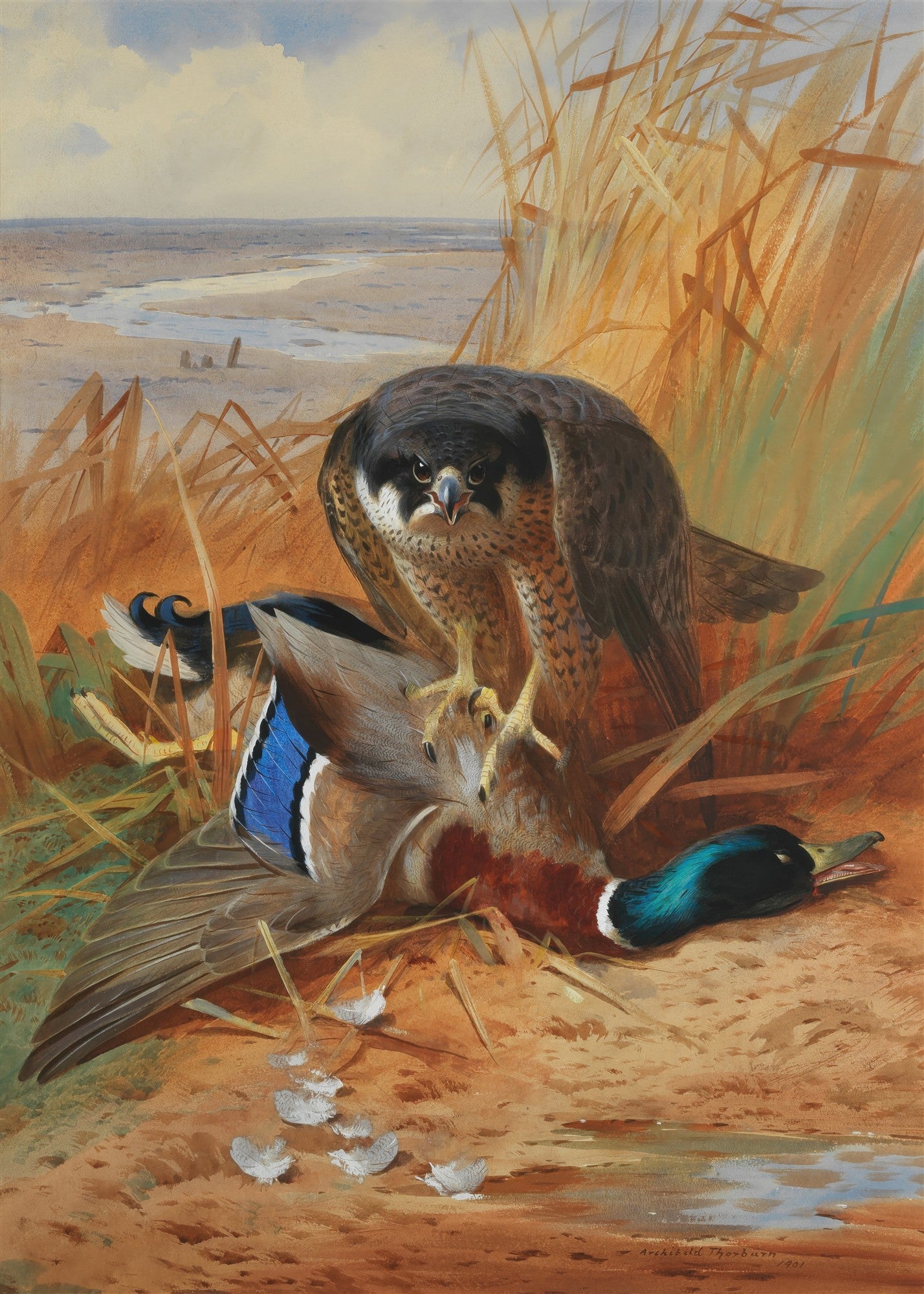 Quadro decorativo mostrando um falcão-peregrino com um pato abatido no chão, em um cenário de pântano e grama alta. Assinado Archibald Thorburn.