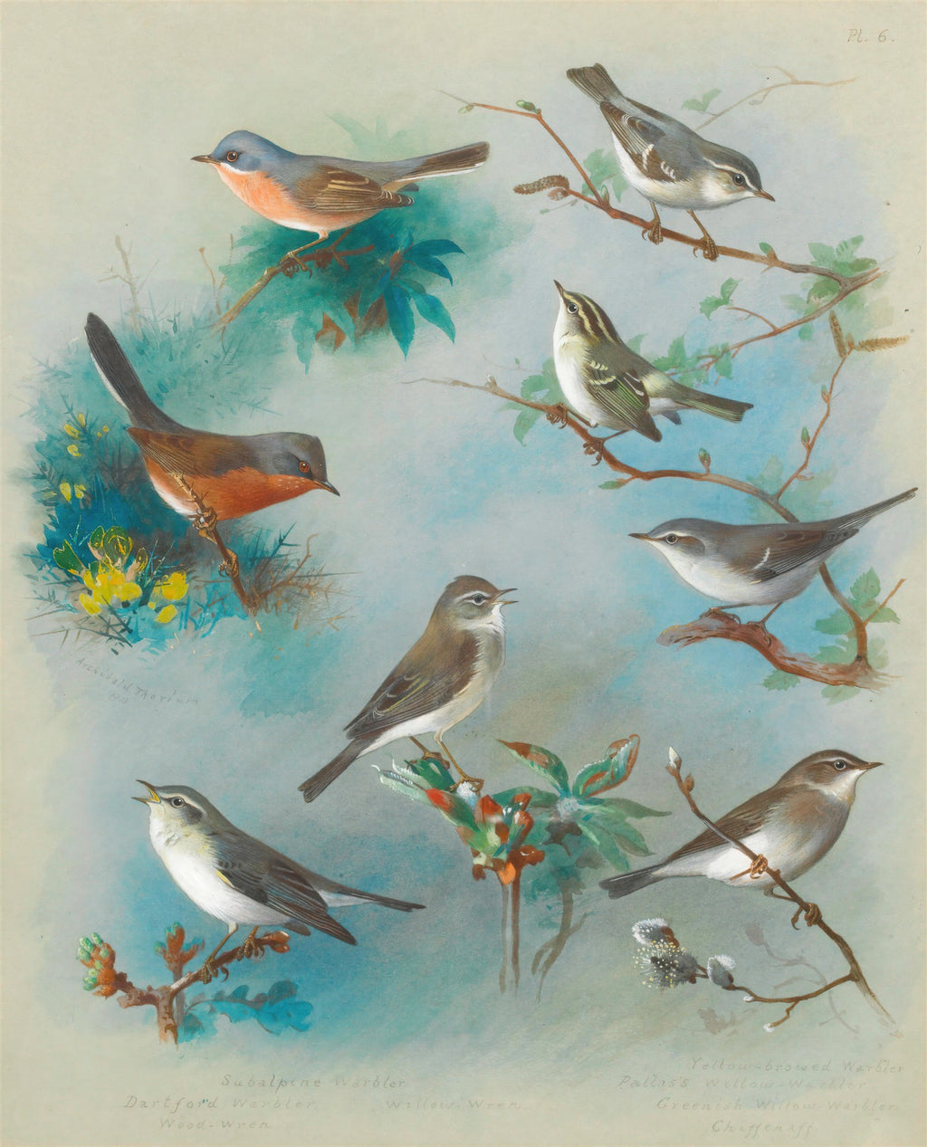 Ilustração de pássaros diversos em galhos com folhas e flores, em tons de azul, verde e marrom. A obra é atribuída a Archibald Thorburn.