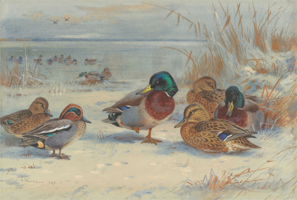 Quadro decorativo com pintura de Archibald Thorburn, 'Patos no Inverno', mostrando patos em um cenário nevado à beira de um lago congelado.