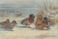 Quadro decorativo com pintura de Archibald Thorburn, 'Patos no Inverno', mostrando patos em um cenário nevado à beira de um lago congelado.