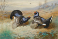 Quadro decorativo com dois pássaros Black Grouse (Tetraz-preto) em exibição de cortejo, com plumagem escura e detalhes vibrantes, em paisagem campestre de Archibald Thorburn.