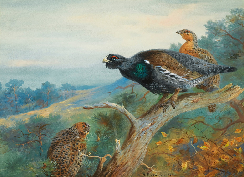 Quadro decorativo com três aves em galhos de árvore, em uma paisagem florestal, obra de Archibald Thorburn.