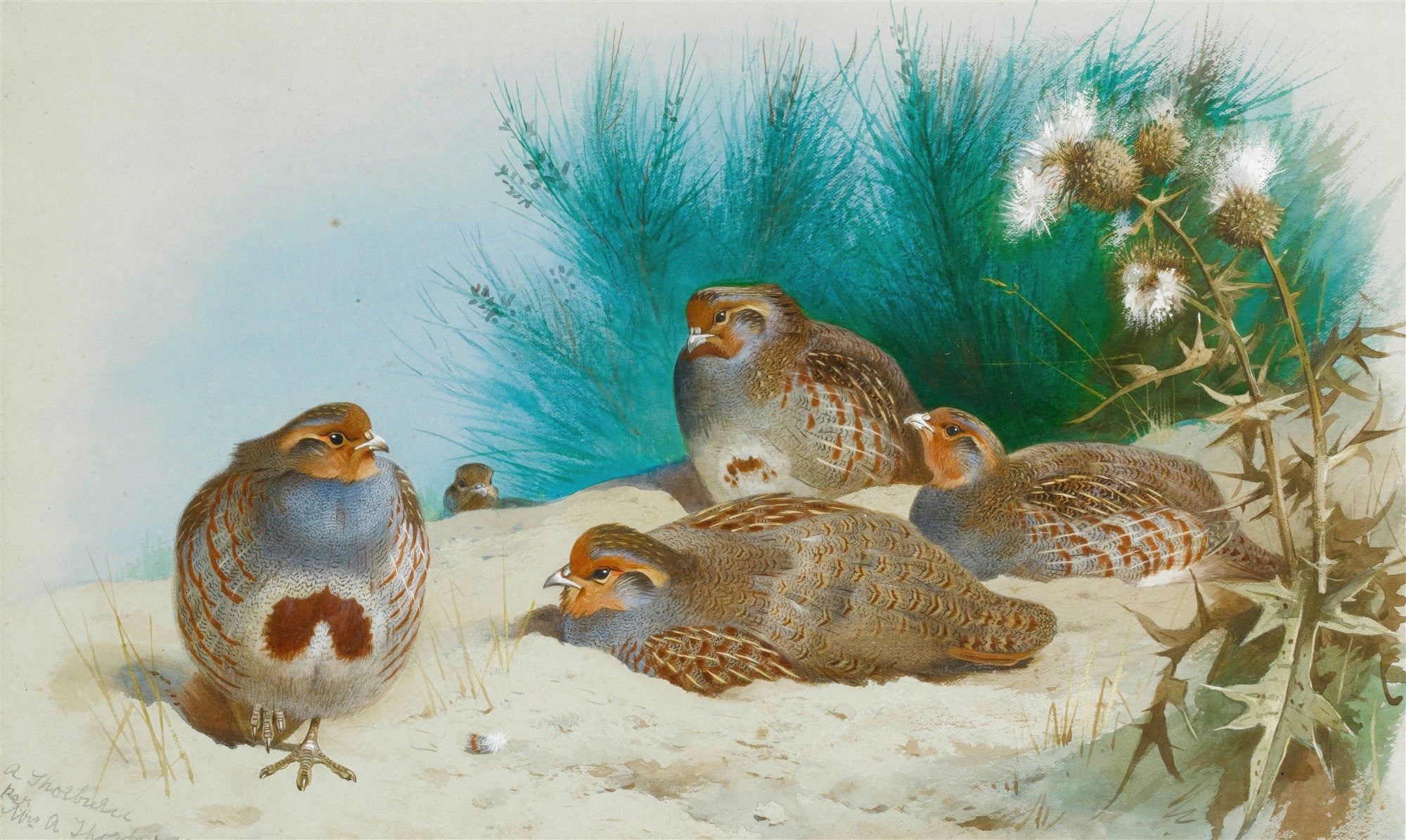 Quadro decorativo com ilustração de aves do campo de Archibald Thorburn. Cinco perdizes com plumagem marrom e cinza, algumas com peito avermelhado, em um solo arenoso. Ao fundo, vegetação verde e alguns cardos com flores brancas.