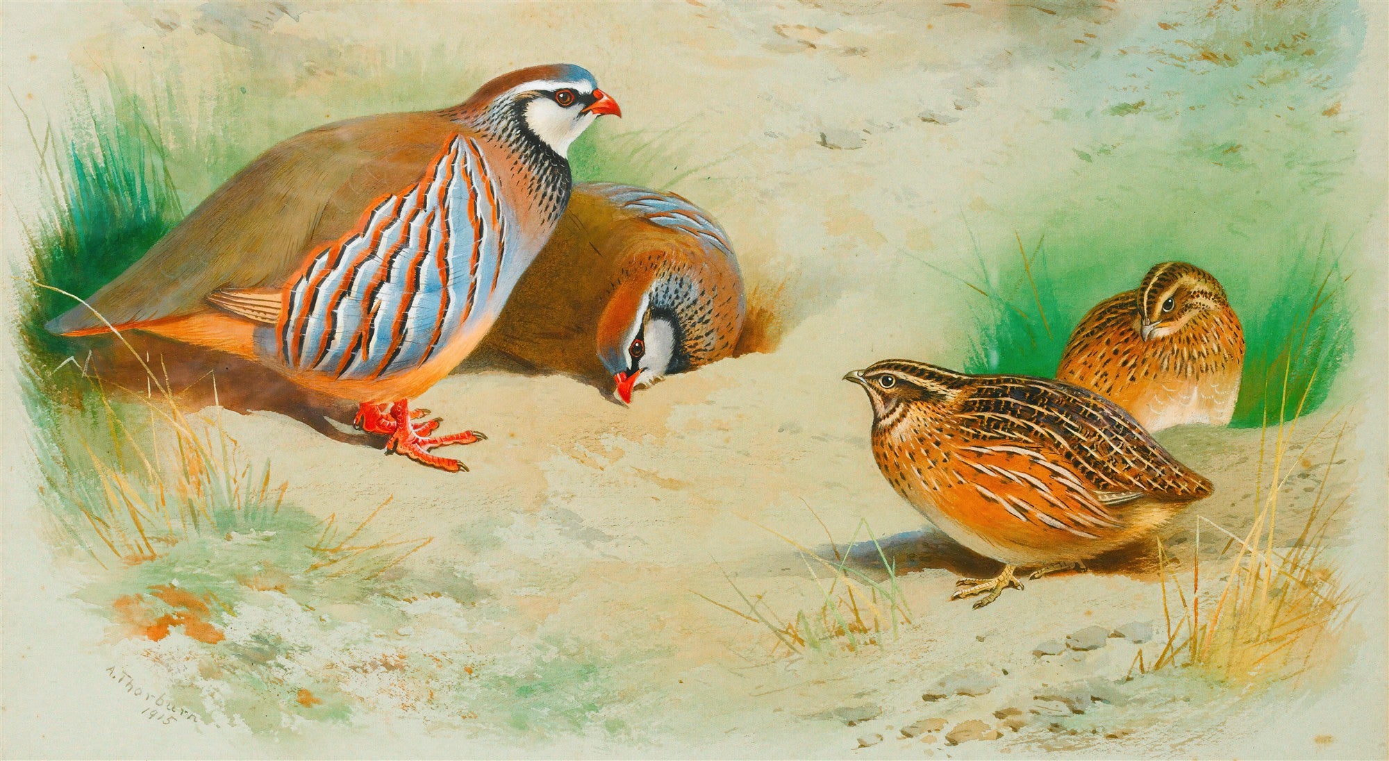 Quadro decorativo mostrando um grupo de perdizes e codornizes em um ambiente natural com grama e terra, pintado por Archibald Thorburn.