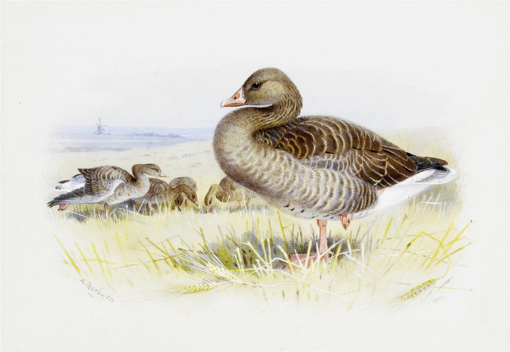 Ilustração realista de Archibald Thorburn de um ganso-bravo e seus filhotes em um campo, com moinho ao fundo, em tons terrosos e pastéis.