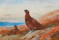 Quadro decorativo com pintura de dois tetrazes-vermelhos em uma paisagem de charneca escocesa, com um bando de aves voando ao fundo. Assinatura 'A. Thorburn 1917' visível.