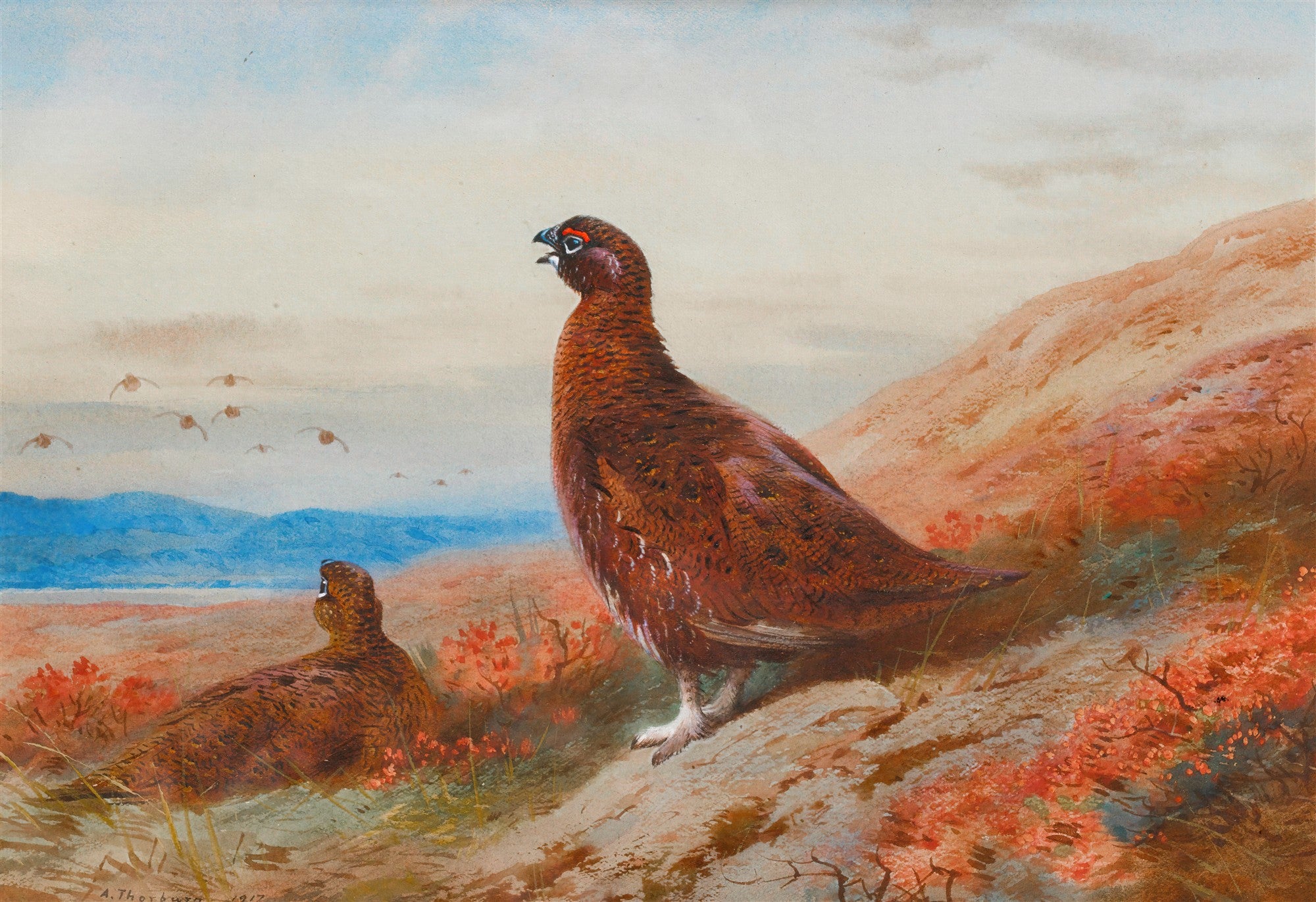 Quadro decorativo com pintura de dois tetrazes-vermelhos em uma paisagem de charneca escocesa, com um bando de aves voando ao fundo. Assinatura 'A. Thorburn 1917' visível.