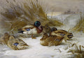 Quadro decorativo com pintura de patos em um cenário nevado, com grama seca ao fundo. Um pato macho com cabeça verde se destaca entre as fêmeas.