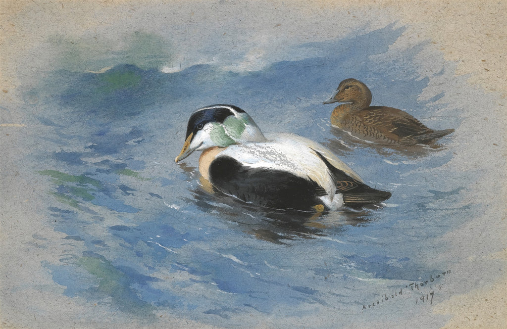 Pintura em aquarela de Archibald Thorburn mostrando dois patos nadando em um lago. O pato em primeiro plano tem plumagem preta, branca, marrom-claro e verde na cabeça, enquanto o segundo pato ao fundo é marrom. A água é em tons de azul e cinza.