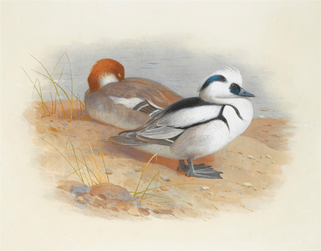 Pintura em aquarela de dois patos Merganser à beira de um lago, um branco e preto de perfil, outro marrom-avermelhado descansando. Assinatura 'A. Thorburn. 1899'.