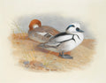 Pintura em aquarela de dois patos Merganser à beira de um lago, um branco e preto de perfil, outro marrom-avermelhado descansando. Assinatura 'A. Thorburn. 1899'.