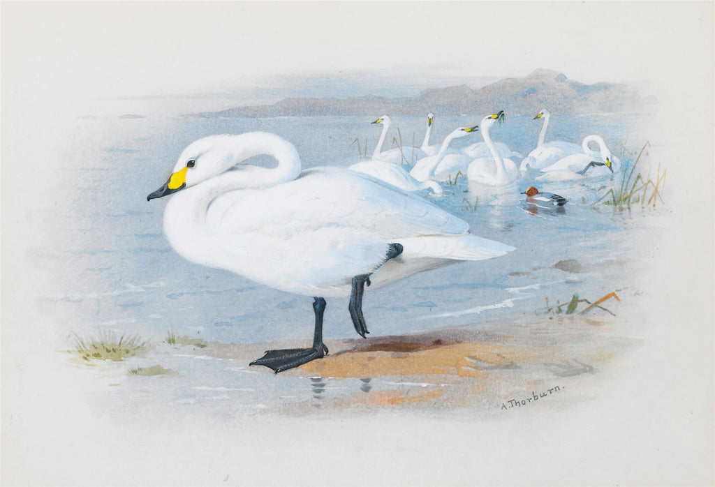 Quadro decorativo de Archibald Thorburn representando cisnes brancos em um lago com montanhas ao fundo, estilo ilustração de história natural.