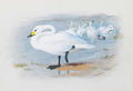 Quadro decorativo de Archibald Thorburn representando cisnes brancos em um lago com montanhas ao fundo, estilo ilustração de história natural.