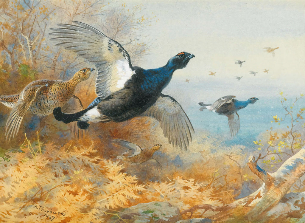 Aquarela de Archibald Thorburn representando vários grouses voando sobre uma paisagem outonal com folhagem marrom e avermelhada. O grouse em primeiro plano tem penas pretas e brancas, com detalhes em azul escuro e uma mancha vermelha na cabeça.