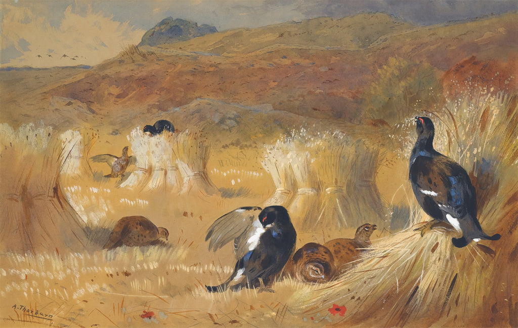 Aquarela de Archibald Thorburn mostrando aves de campo, incluindo galos-lira, entre fardos de palha em um cenário de colheita com colinas ao fundo.