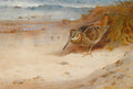 Pintura de Archibald Thorburn de um maçarico em uma praia arenosa com ondas ao fundo. A ave tem penas marrons e listradas e um bico longo.