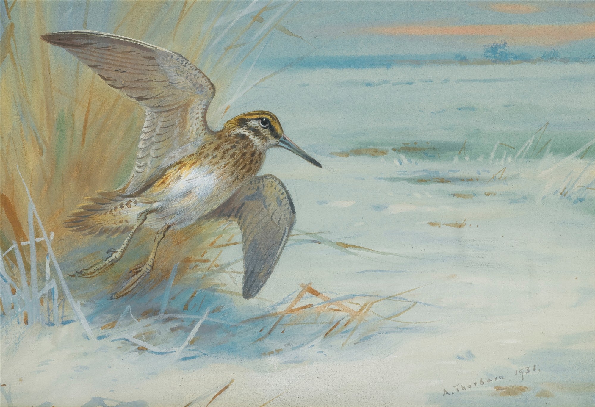 Quadro decorativo mostrando um maçarico voando sobre um pântano com grama e água em tons pastéis. Assinado por A. Thorburn, 1930.