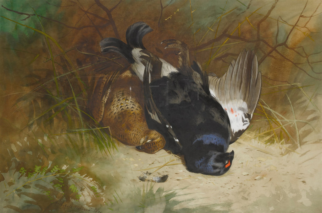 Quadro decorativo mostrando dois tetrazes caídos na relva, pintados com detalhes realistas em aquarela por Archibald Thorburn.