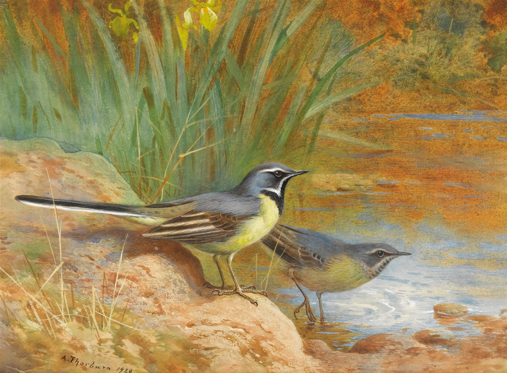 Quadro decorativo com dois pássaros, provavelmente alvéolas-cinzentas, à beira de um riacho. Um pássaro está em uma pedra e o outro na água rasa. O fundo apresenta folhagens verdes e marrons com reflexos na água. Assinado 'A. Thorburn 1928'.