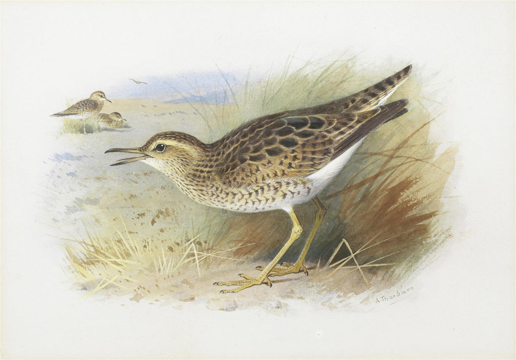 Ilustração detalhada de uma ave costeira de plumagem marrom e branca, com bico longo e pernas amarelas, em um ambiente de praia com outras aves ao fundo, por Archibald Thorburn.