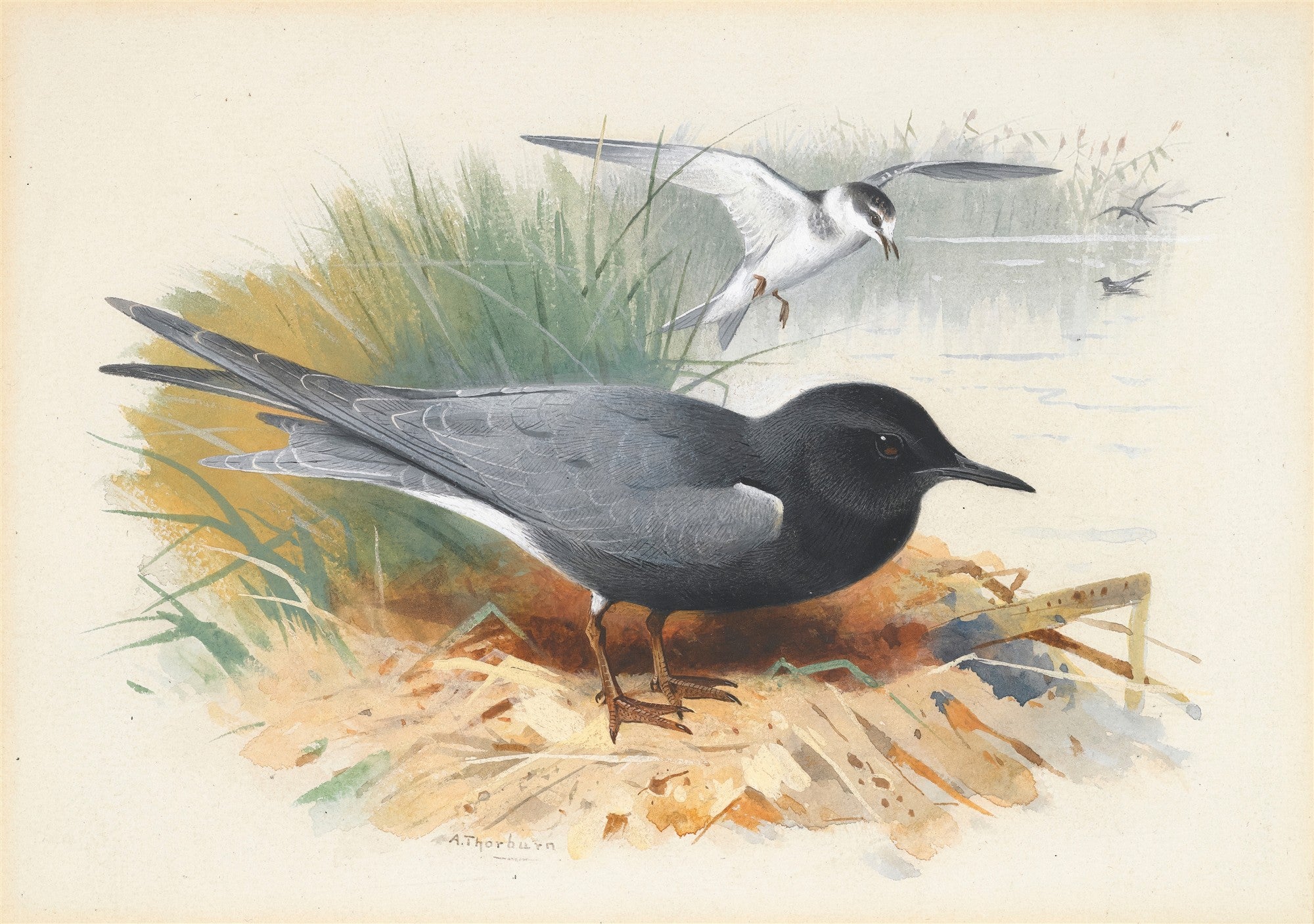 Pintura de Archibald Thorburn representando duas aves aquáticas, uma preta pousada e outra branca em voo, em ambiente de lagoa com vegetação.