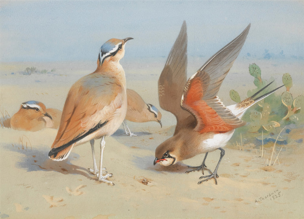 Pintura de Archibald Thorburn de 1925, mostrando quatro aves de plumagem marrom e branca com detalhes azuis, em um ambiente desértico com cactos e areia, sob um céu azul claro.