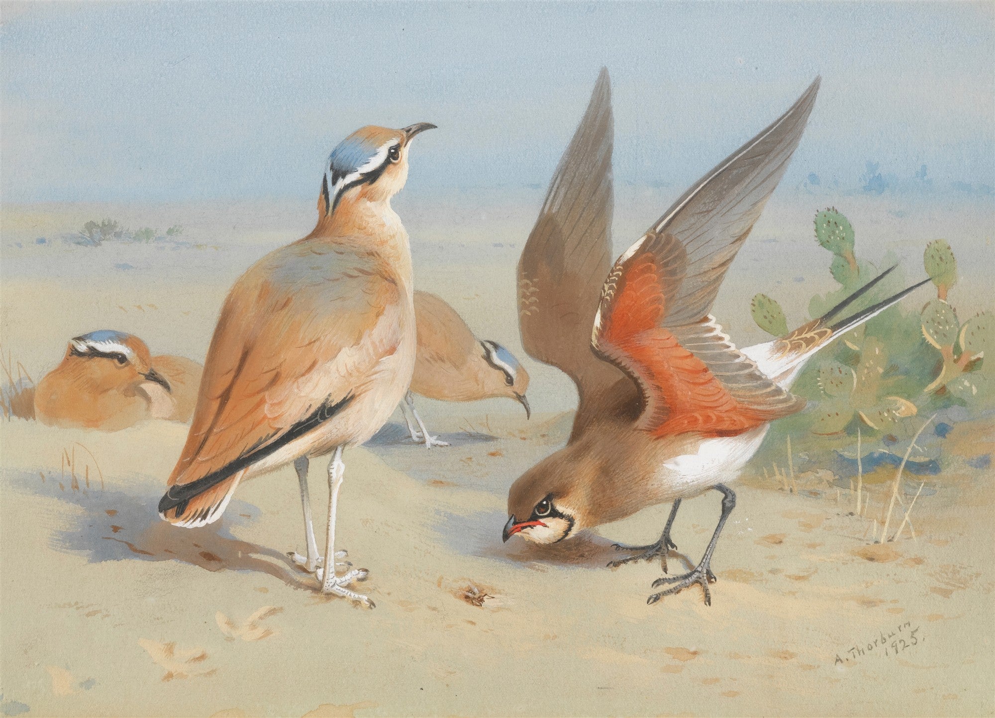 Pintura de Archibald Thorburn de 1925, mostrando quatro aves de plumagem marrom e branca com detalhes azuis, em um ambiente desértico com cactos e areia, sob um céu azul claro.