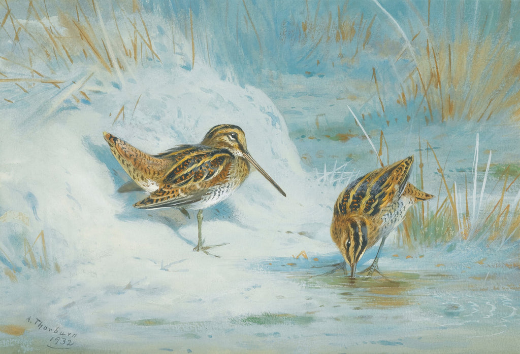 Quadro decorativo com duas aves de bico longo, plumagem marrom e branca, em um cenário de neve e gelo com alguns juncos secos. A assinatura 'A. Thorburn 1932' está no canto inferior esquerdo.