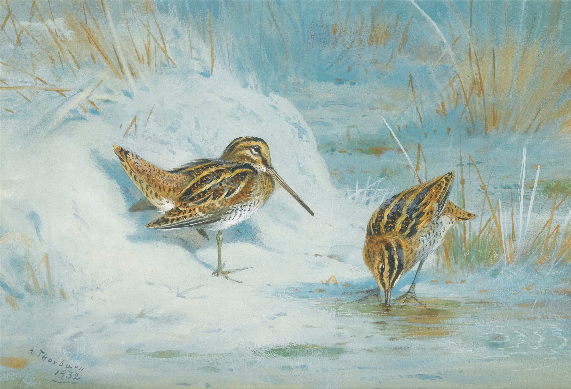 Quadro decorativo com duas aves de bico longo, plumagem marrom e branca, em um cenário de neve e gelo com alguns juncos secos. A assinatura 'A. Thorburn 1932' está no canto inferior esquerdo.