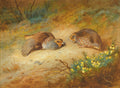 Pintura de Archibald Thorburn mostrando duas perdizes marrons e cinzas em um campo terroso com vegetação seca e arbustos floridos de amarelo.