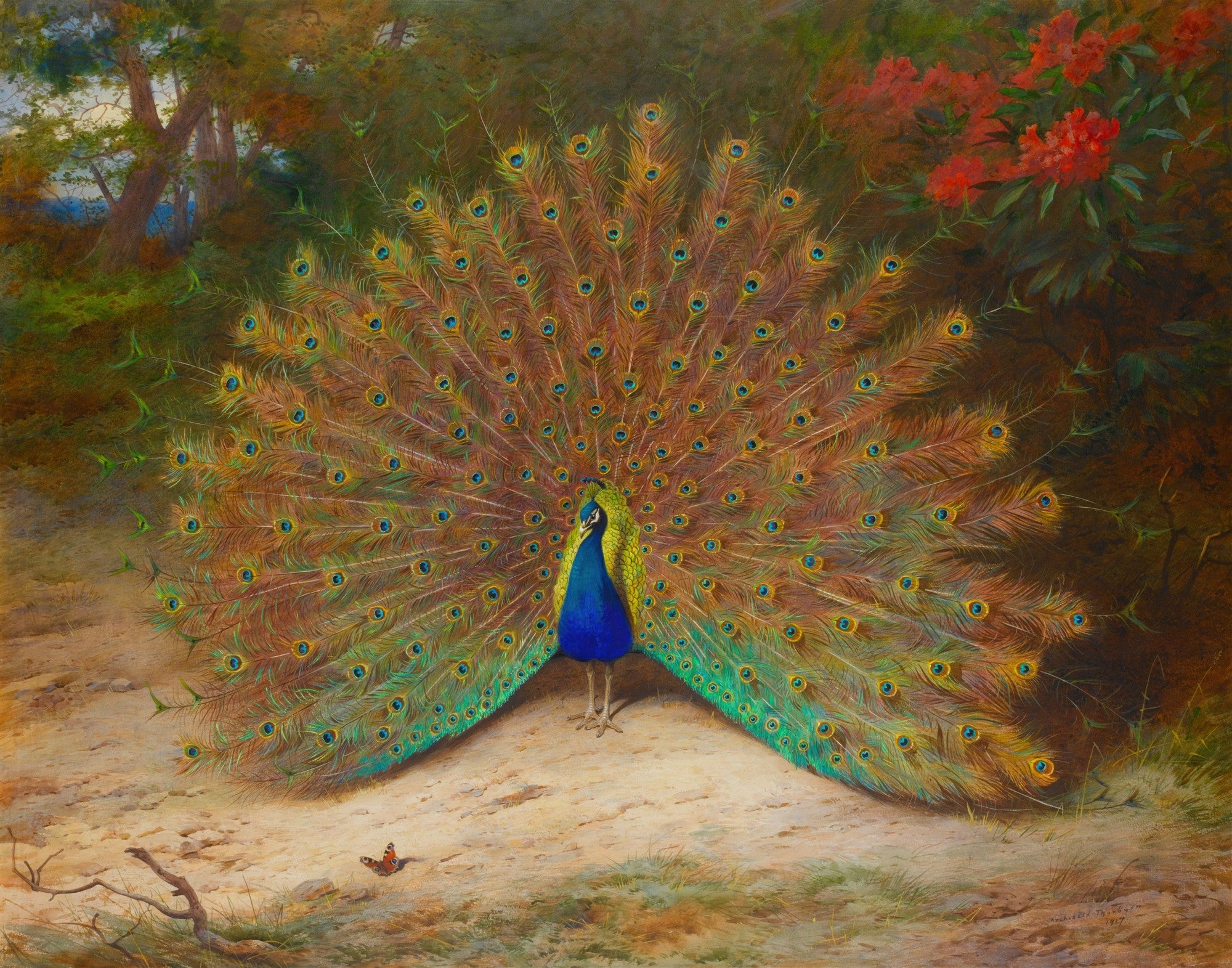 Quadro decorativo de um pavão com a cauda aberta em leque, exibindo suas penas coloridas em tons de azul, verde e dourado, em um cenário natural com folhagens e uma borboleta no chão. A imagem é uma pintura atribuída a Archibald Thorburn.