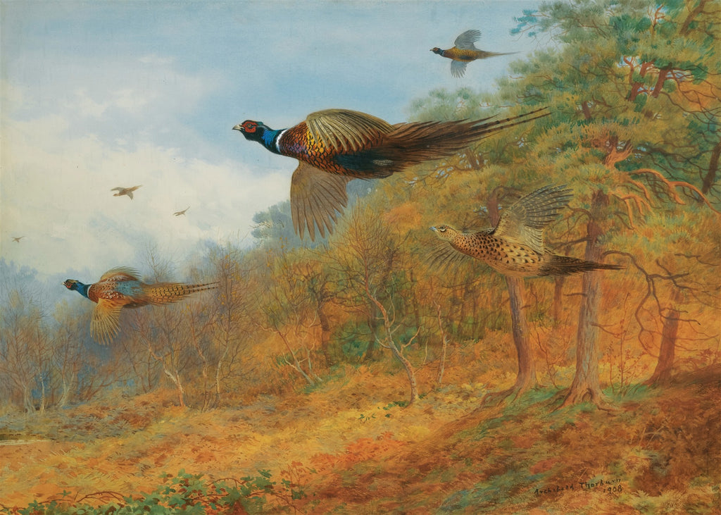 Quadro decorativo Faisões em Voo de Archibald Thorburn, representando cinco faisões em pleno voo sobre uma paisagem outonal com árvores e folhagem em tons de laranja e verde, sob um céu azul claro.