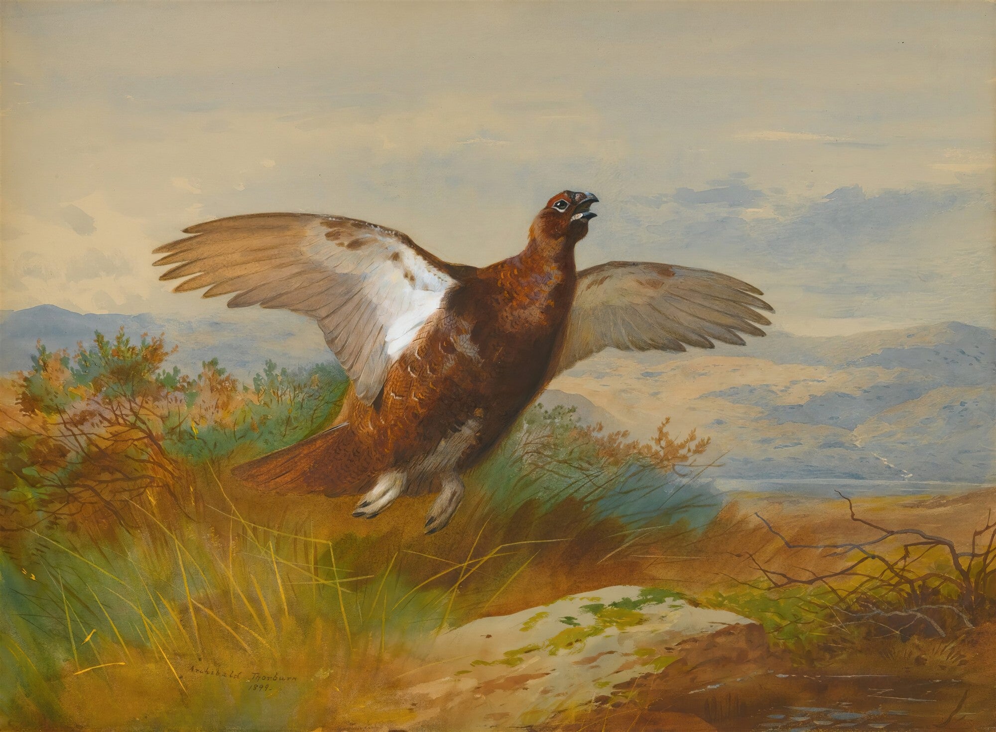 Quadro decorativo mostrando uma ave de penas marrons e brancas com as asas abertas em pleno voo, sobre um campo de grama verde e arbustos, com montanhas e um céu claro ao fundo. Assinatura do artista Archibald Thorburn e data 1899 no canto inferior esquerdo.