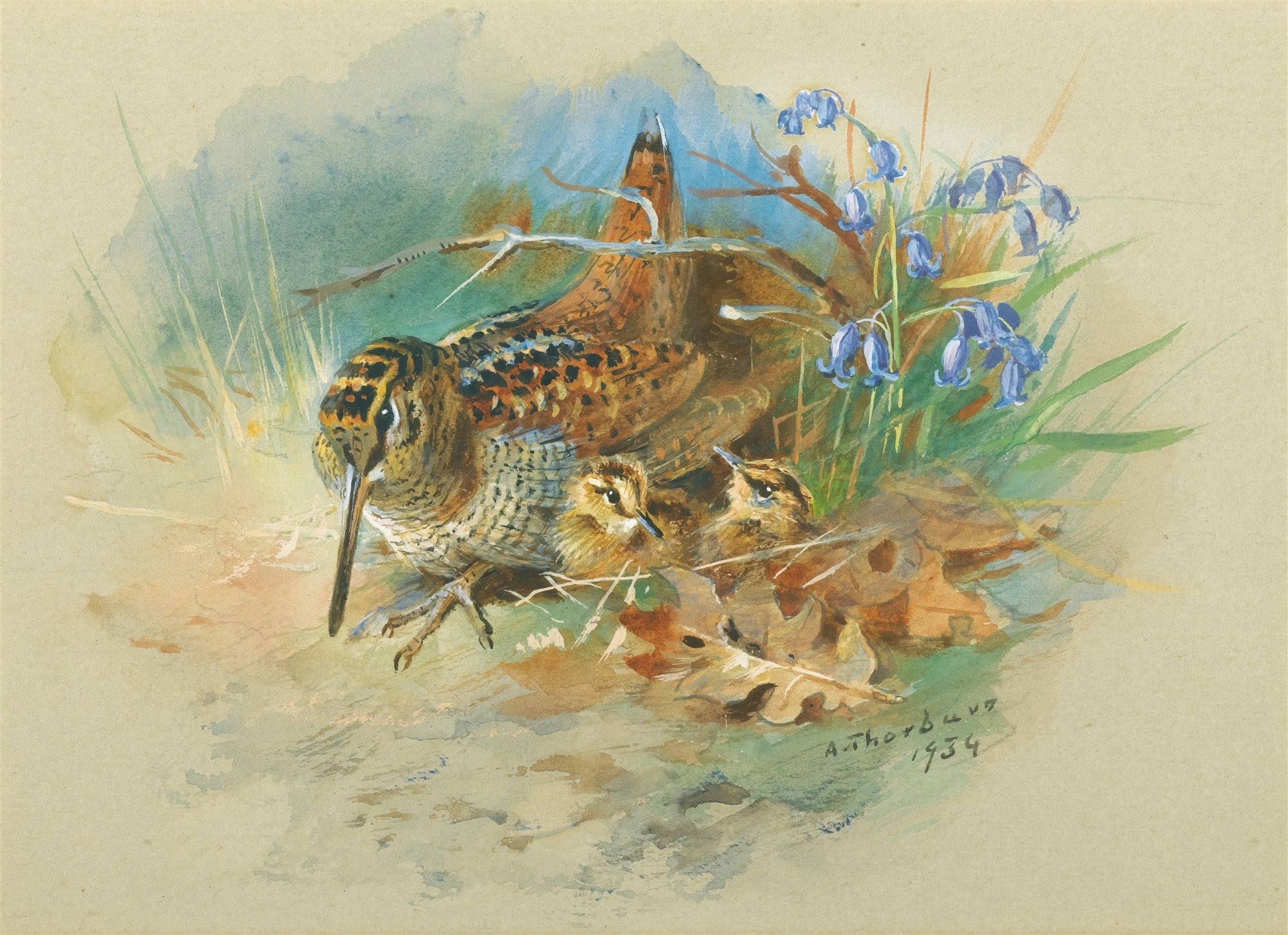Quadro decorativo mostrando uma ave adulta marrom com bico longo e dois filhotes, escondidos entre folhas secas e flores azuis vibrantes, com fundo aquarelado de tons verdes e azuis. Assinado por A. Thorburn, 1934.