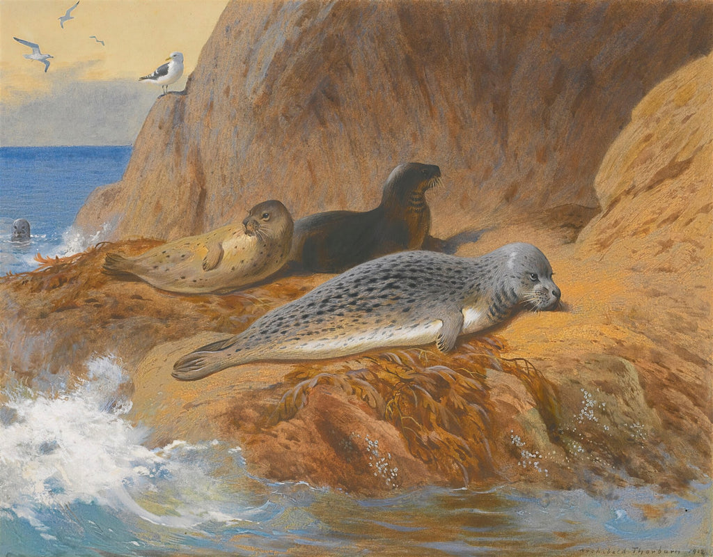 Quadro decorativo mostrando focas descansando em rochas à beira-mar, com ondas quebrando e gaivotas no céu, em estilo naturalista de Archibald Thorburn.