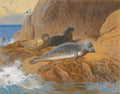 Quadro decorativo mostrando focas descansando em rochas à beira-mar, com ondas quebrando e gaivotas no céu, em estilo naturalista de Archibald Thorburn.