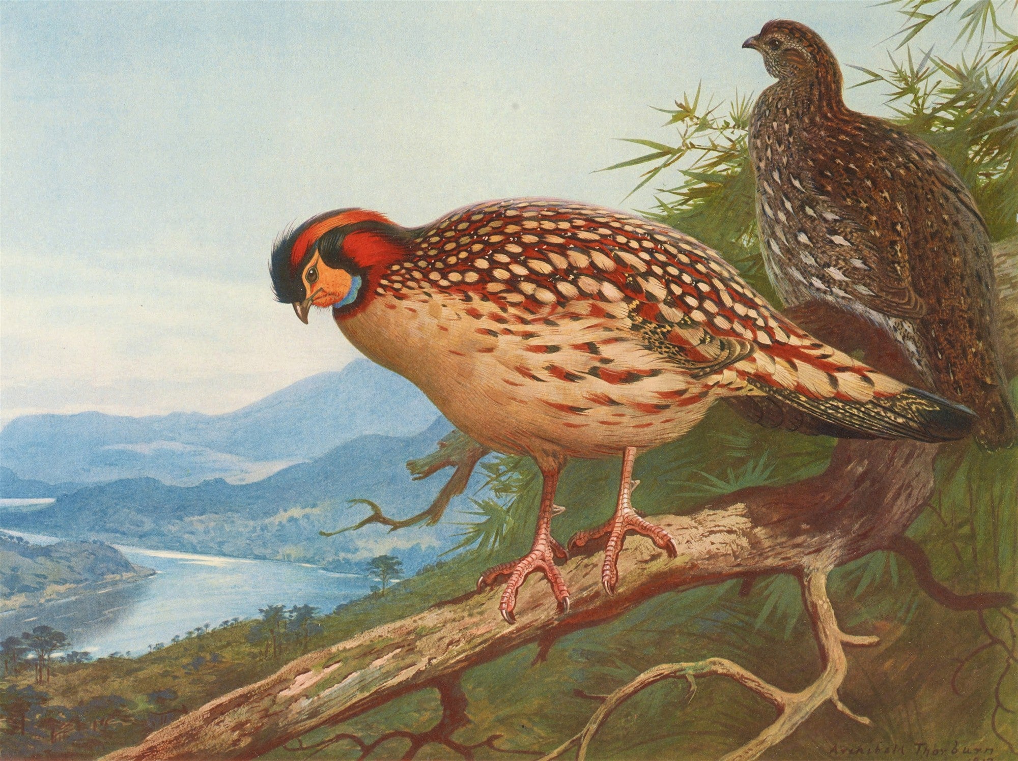 Quadro decorativo com ilustração de Archibald Thorburn, mostrando duas aves exóticas em um galho, com montanhas e um rio ao fundo. A ave em primeiro plano é colorida com tons de vermelho, laranja e branco.