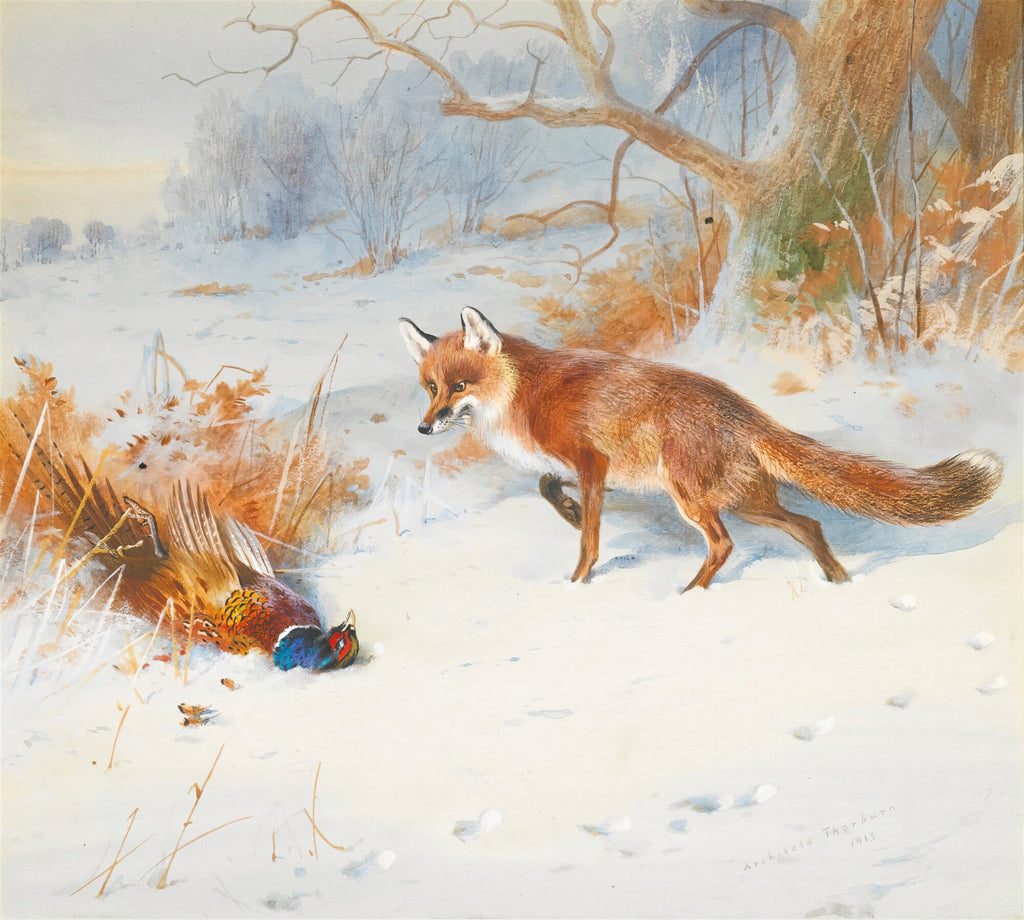 Quadro decorativo de uma raposa ruiva olhando para um faisão morto na neve, com árvores e arbustos ao fundo em um dia de inverno. Assinado 'Archibald Thorburn 1913'.