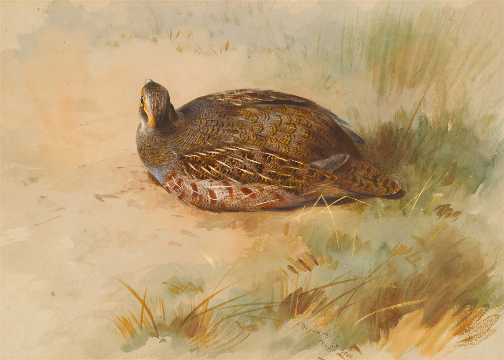 Quadro decorativo mostrando uma perdiz-cinzenta, de Archibald Thorburn, em tons terrosos e verdes, repousando na grama.