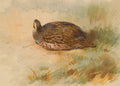 Quadro decorativo mostrando uma perdiz-cinzenta, de Archibald Thorburn, em tons terrosos e verdes, repousando na grama.