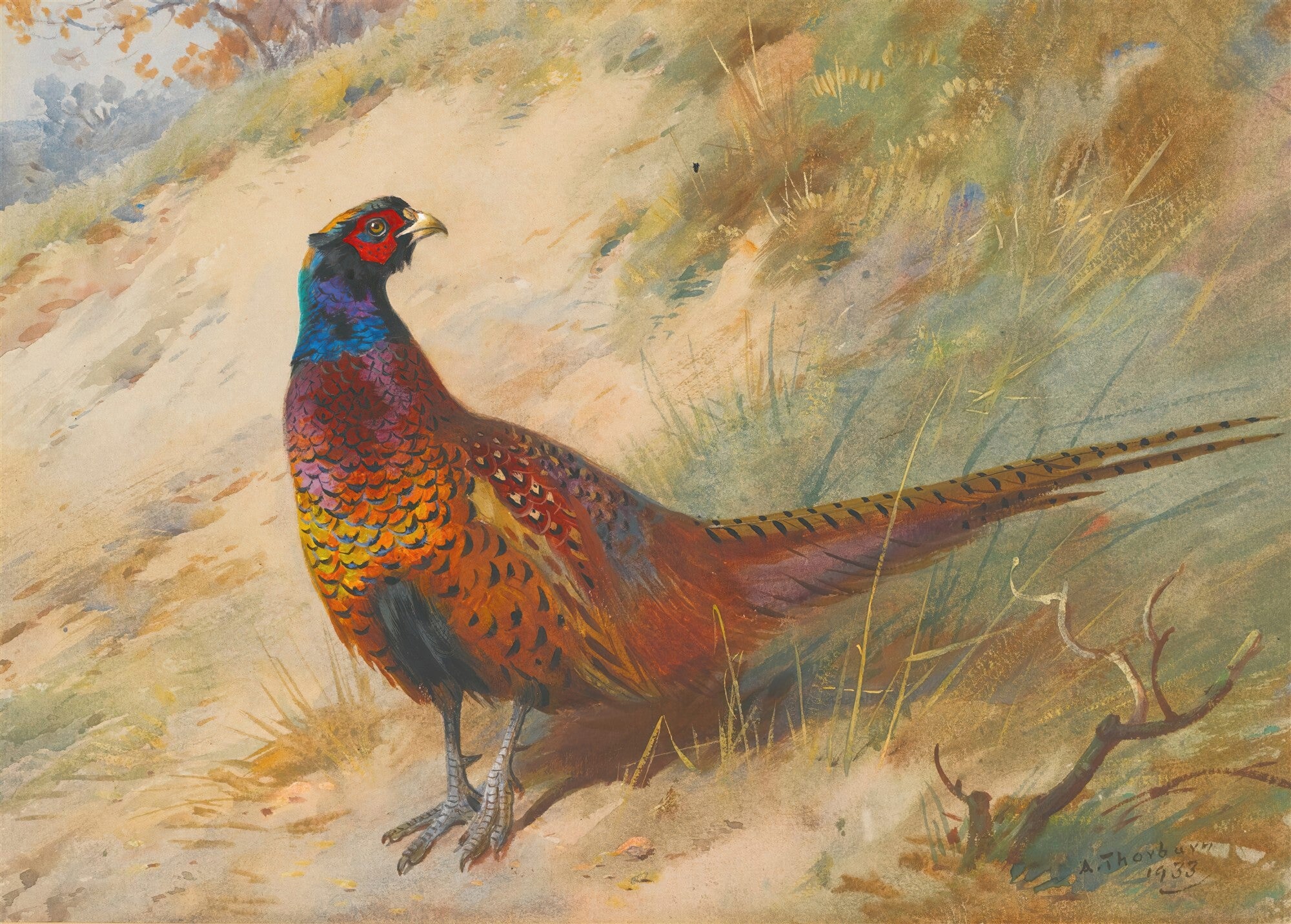 Quadro de Archibald Thorburn com um faisão de plumagem colorida, predominando tons de marrom, laranja, azul e verde, em um cenário natural com vegetação terrosa. A pintura é em aquarela.