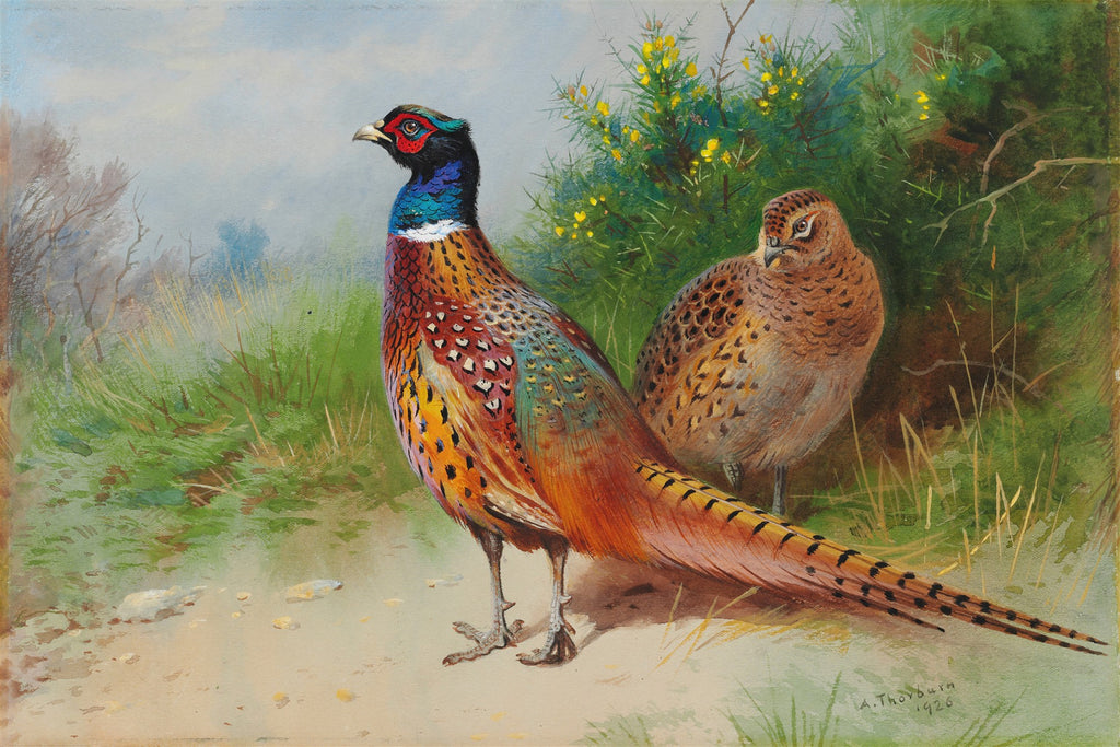 Pintura de Archibald Thorburn representando um casal de faisões em um ambiente campestre. O faisão macho tem plumagem colorida, e a fêmea é marrom.