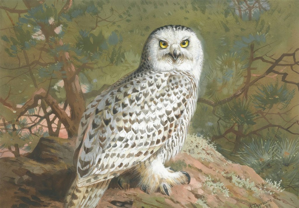 Quadro decorativo com pintura de uma coruja-das-neves branca e marrom, com olhos amarelos, em uma floresta de pinheiros. Obra de Archibald Thorburn.