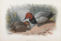 Ilustração de dois patos-trombeteiros (pochards) em um lago com vegetação ao fundo, por Archibald Thorburn. Um pato macho com cabeça avermelhada e corpo cinza, e uma fêmea marrom.