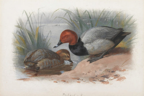 Ilustração de dois patos-trombeteiros (pochards) em um lago com vegetação ao fundo, por Archibald Thorburn. Um pato macho com cabeça avermelhada e corpo cinza, e uma fêmea marrom.